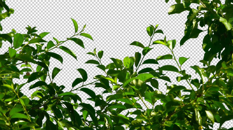 树枝上的鸟儿四处张望1080p