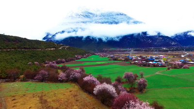 山川春天实拍视频素材1080P西藏林芝桃花节美景