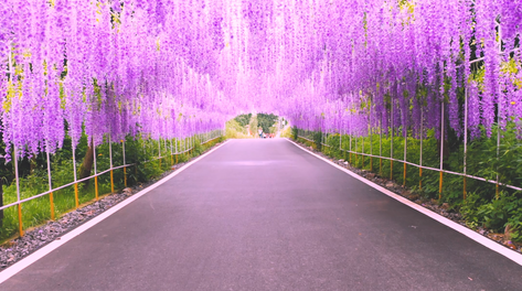 2k城市紫藤花隧道素材
