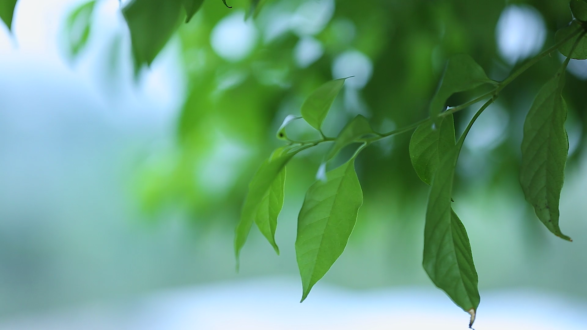 唯美空镜头高清实拍之微风中的绿叶