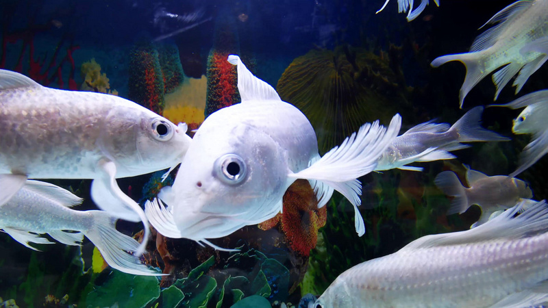 4k近距离实拍白色金鱼视频