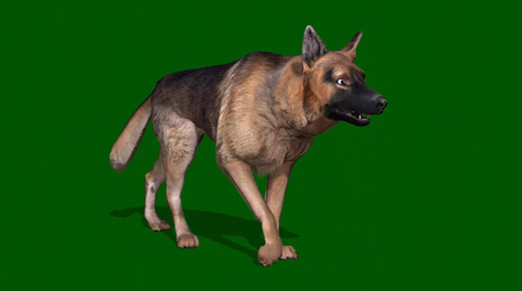 绿色抠像铁护栏内的大狗嘶吼合成素材