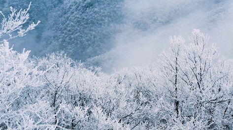 4K高山树林上积满了雪雪景航拍视频