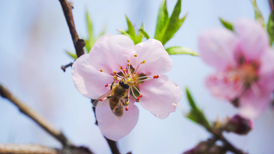 春天实拍视频素材4K实拍春暖花开春天桃花盛开唯美桃花实拍素材春分