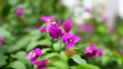 立春惊蛰春分雨水春暖花开节气4k实拍实拍视频素材