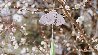 春季节气惊蛰挂件梅花实拍4k实拍视频素材