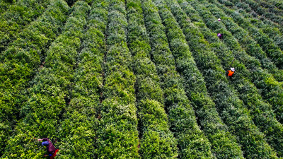 4K航拍春季茶园茶叶茶农采茶茶叶茶山风光实拍素材