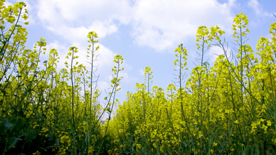 4K晴空下的油菜花花海盛景视频实拍