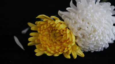 清明节祭祀菊花实拍视频主题实拍视频素材