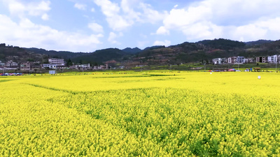 农业经济作物油菜种植基地4k航拍视频实拍