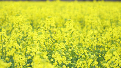 4K实拍春天花朵油菜花春暖花开春意盎然视频实拍