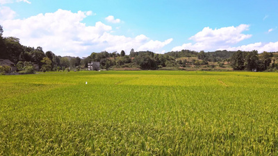 4k农业实拍视频素材农业种植水稻丰收时节4k航拍实拍视频素材