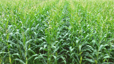 农业种植玉米丰收季4k实拍实拍视频素材
