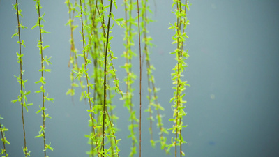 春天实拍视频素材4K实拍春天柳树发芽柳树春天植物生长实拍视频素材