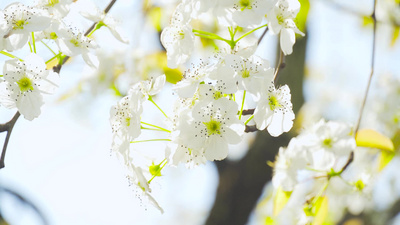 春天实拍视频素材4K实拍春天春暖花开梨花盛开唯美梨花实拍素材