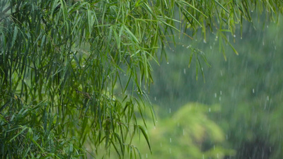 4k实拍清明节谷雨雨水下雨竹林唯美意境视频实拍