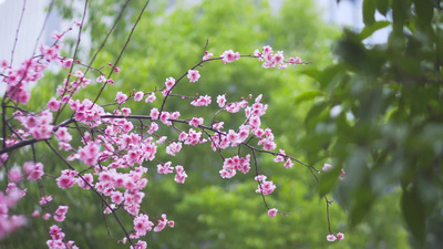 4K实拍春季春暖花开唯美粉色樱花春天实拍素材