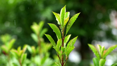 春天春雨自然花草植物4k实拍实拍视频素材