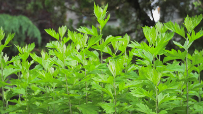 4K实拍春天植物艾草清明节气春季绿色实拍素材