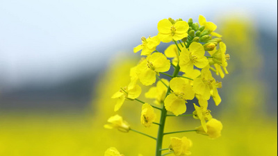 春季油菜花盛开踏青游玩4k航拍实拍视频素材