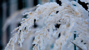 4k冬天唯美特写雪挂在树枝镜头