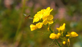 1080p实拍春天唯美蜜蜂飞舞采蜜升格空镜