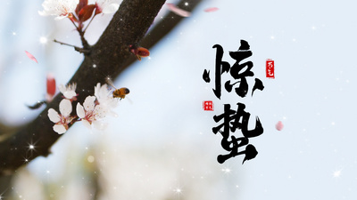 清新蜜蜂花朵惊蛰节气视频ae模板春暖花开