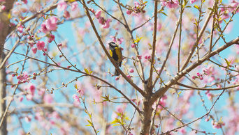 4K实拍春天小鸟在开满花的树上视频素材