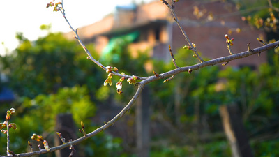 4K春天蜜蜂花朵采蜜特写