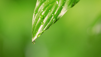 4K春天浇水灌溉绿色植物绿叶上滴落水珠