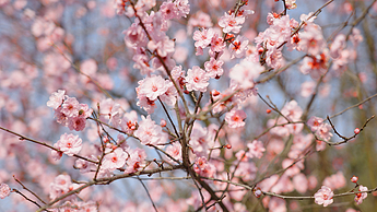 4k春天阳光下盛开的樱花桃花花朵唯美风景空镜