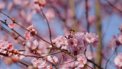 4k春天盛开的樱花桃花花朵上蜜蜂采蜜意境风景空镜实拍