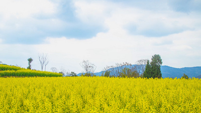 4K延时春天油菜花春日田园风光
