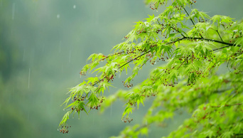 4k升格春天春雷春雨下雨天雨中的绿叶植物意境实拍惊蛰春分立春