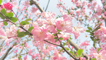 4K实拍春天娇艳盛开的樱花特写风景视频