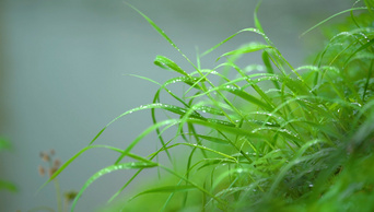 1080P唯美雨天雨后植物小草上的露珠风景意境视频