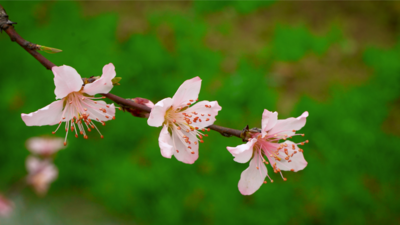 4K实拍春天蜜蜂采蜜桃花盛开的自然风景