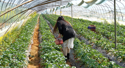 香妃园实拍视频素材4K春天大棚采摘草莓草莓园草莓水果农业视频