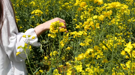 1080春天升格手抚鲜花油菜花花海女孩背影花海女生行走