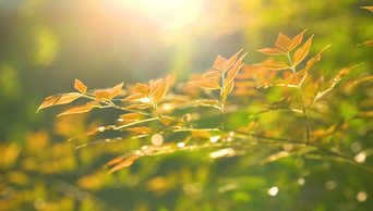 4K实拍唯美夏天植物透过阳光意境空镜