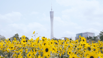 4k广州地标花海与广州塔同屏幕延时摄影