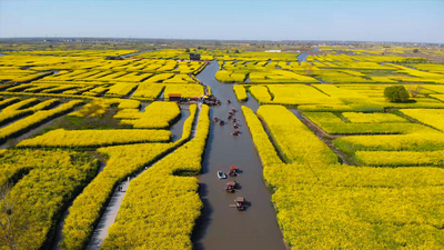 山川春天实拍视频素材4K航拍泰兴河道千垛油菜花海花田游船前行视频