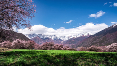 8K大气林芝桃花节索松村雪山雪景风景延时素材