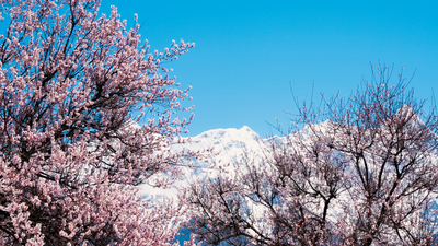 4K唯美西藏著名景点索松村桃花雪山实拍