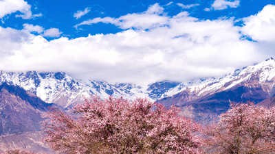 4K西藏旅游风景林芝索松村桃花南迦巴瓦峰雪山云朵天空延时