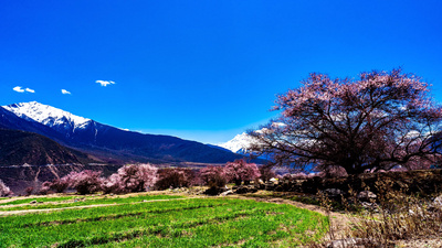 4K西藏旅游风景林芝索松村桃花延时