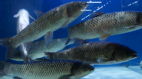 4k鱼缸里鲜活鱼草鱼水产新鲜鱼餐饮视频