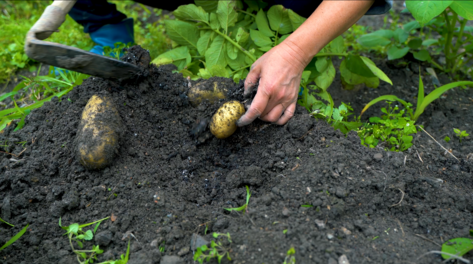 4K实拍农民挖土豆马铃薯农业种植经济发展视频