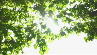 4K实拍夏天阳光穿过树叶风景空镜