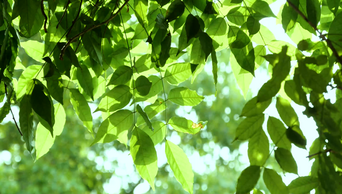 4K夏天绿植树叶透光风景空镜视频